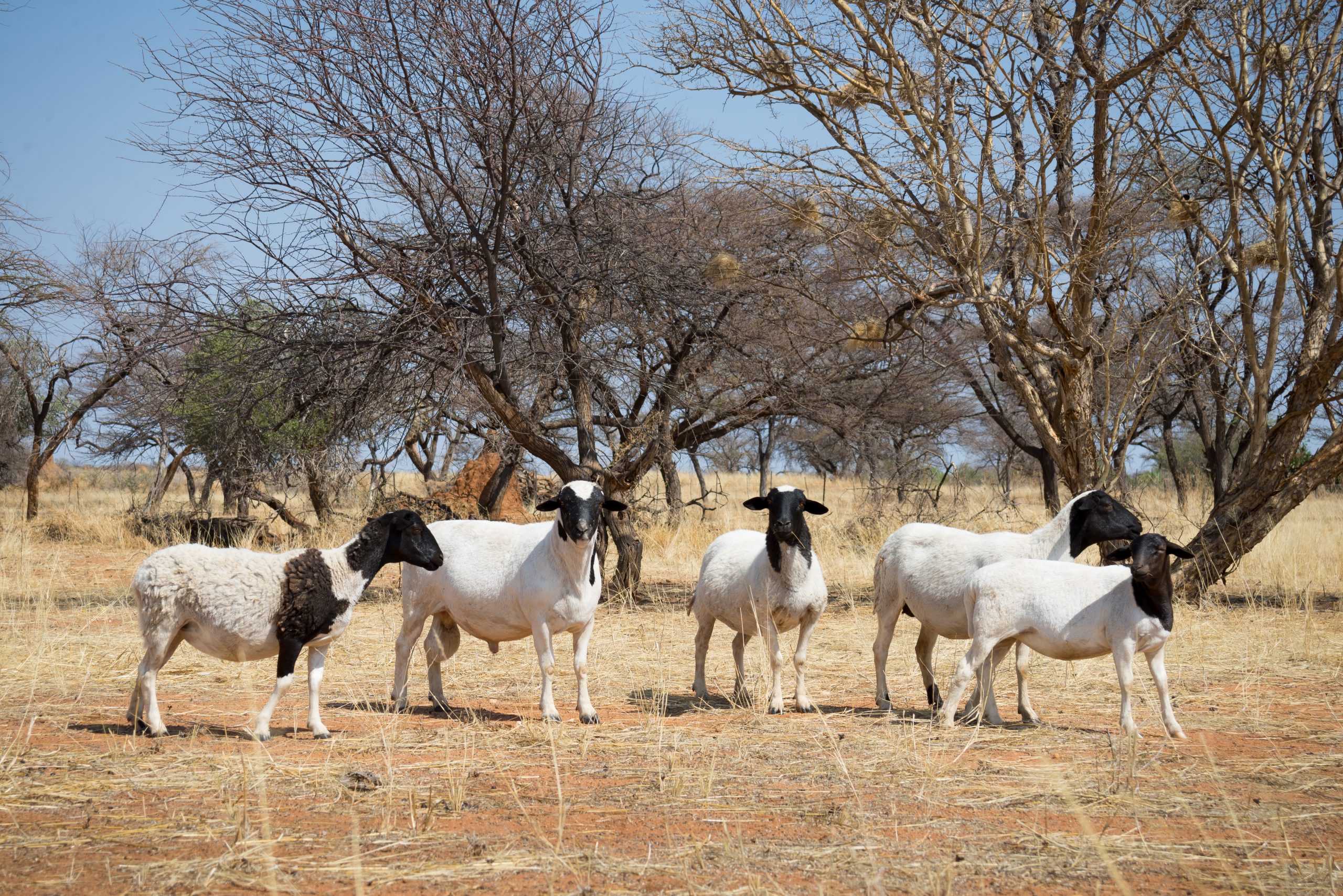 Kanambo Hunting Safari Lodge Namibia