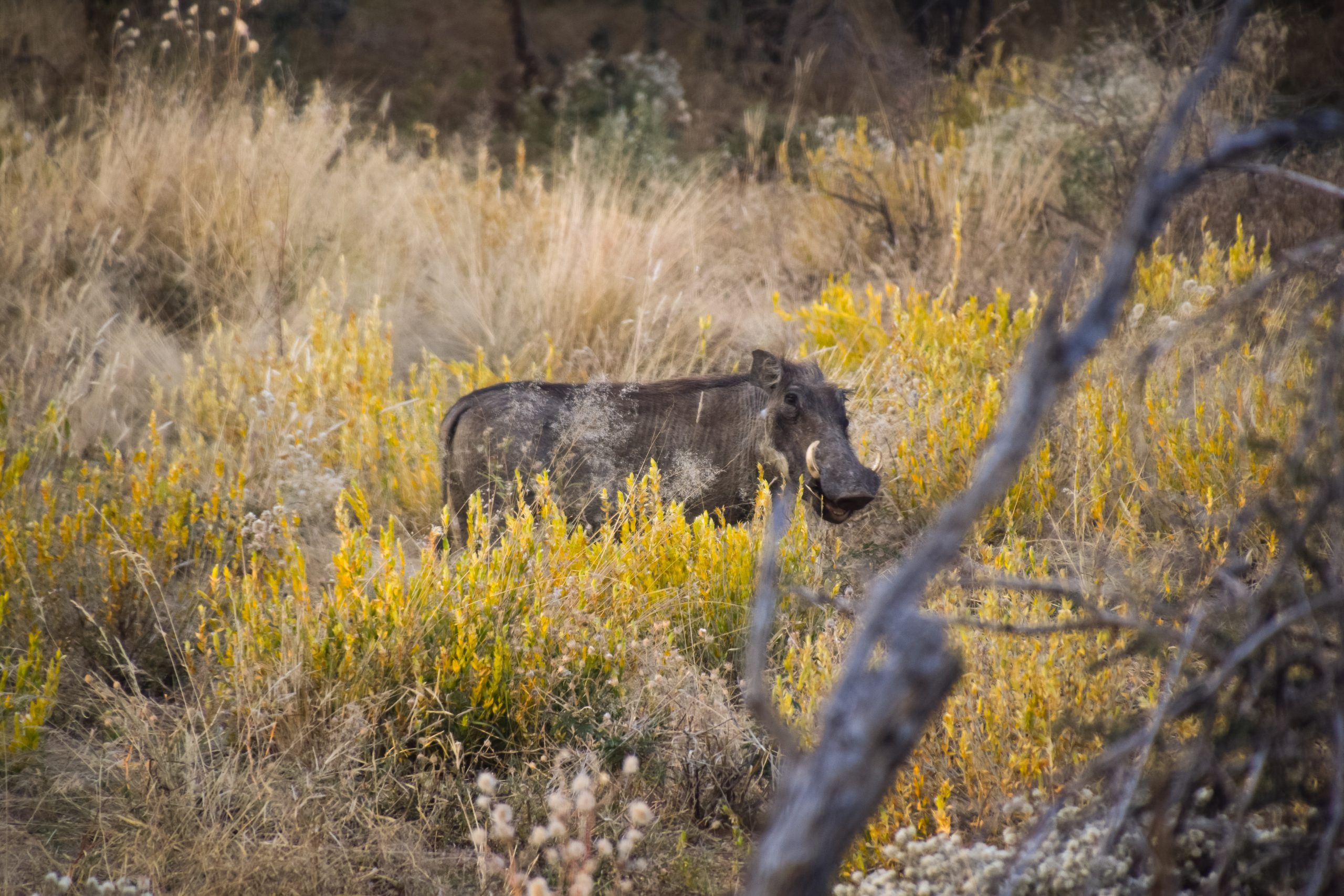 Kanambo Hunting Safari Lodge Namibia