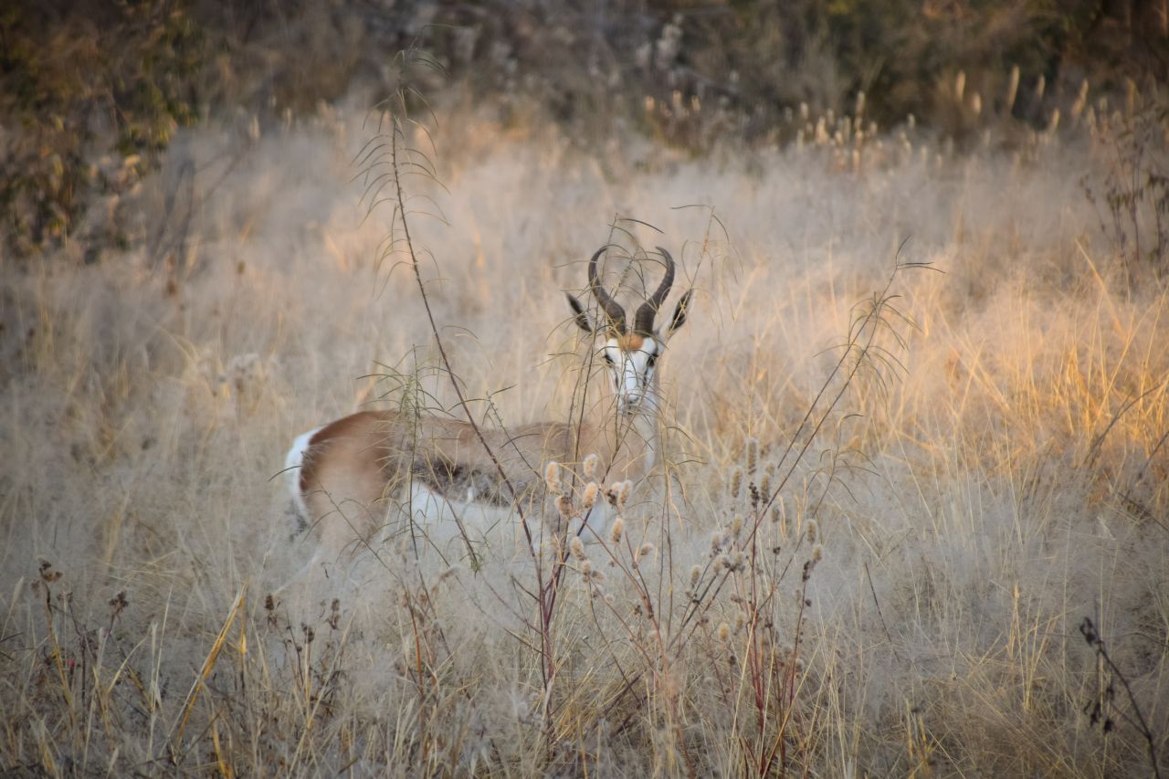 hunting in namibia